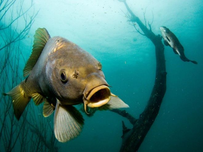 Obrázek editujete kliknutím