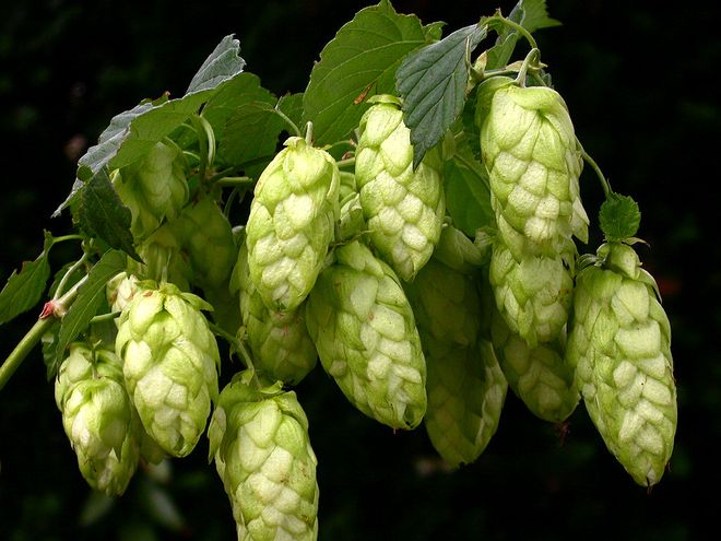 Chmeľ obyčajný nielen do piva