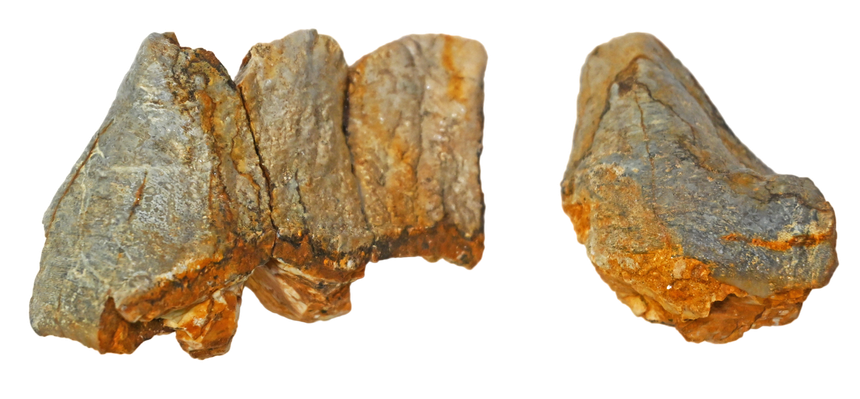 Zuby mastodonta Kuzmice