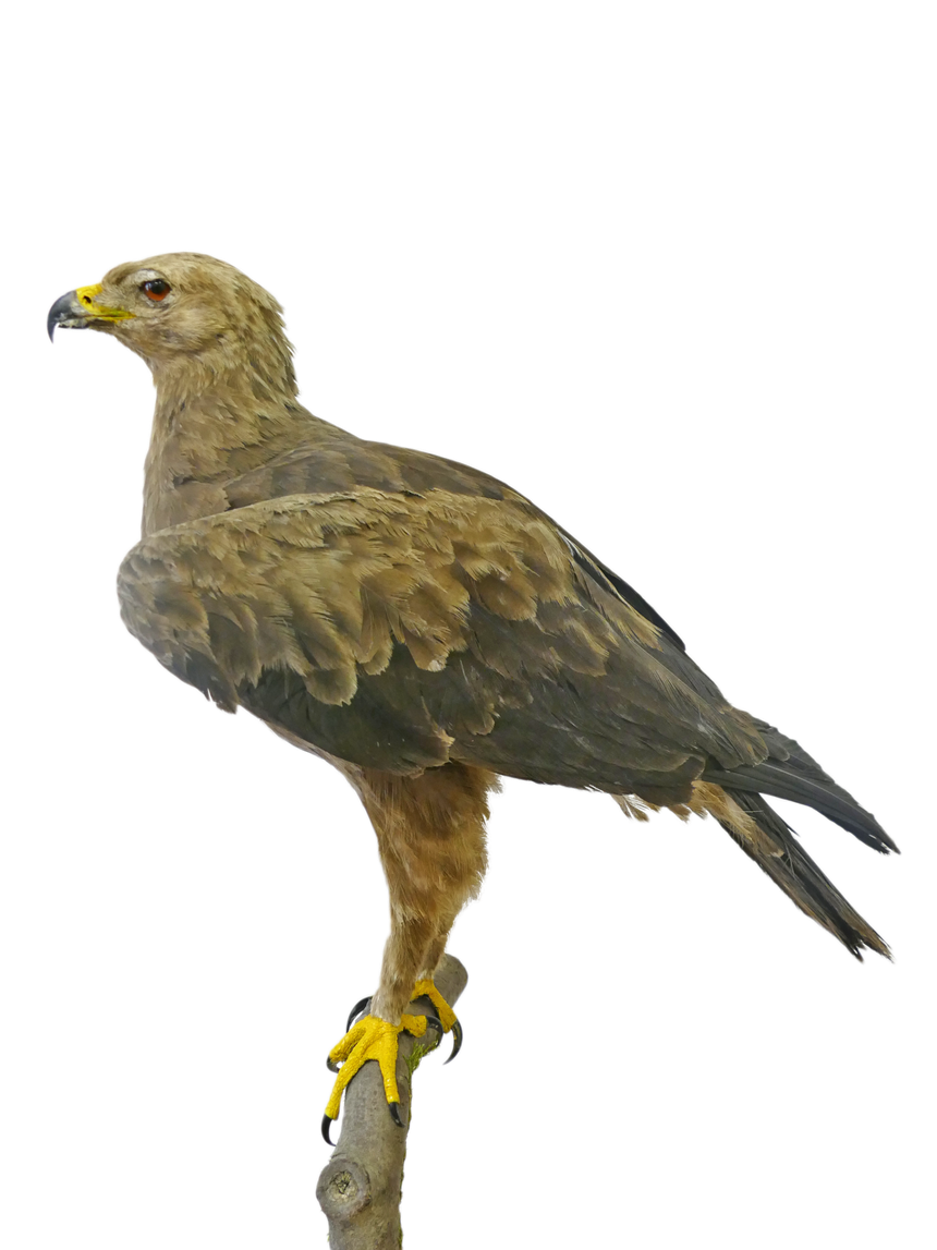Orol krikľavý (Aquila pomarina)