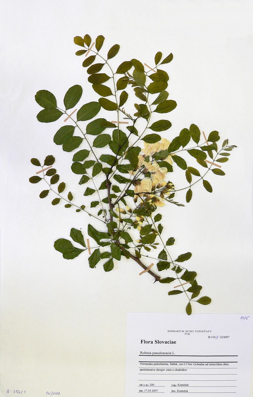Agát biely (Robinia pseudoacacia )