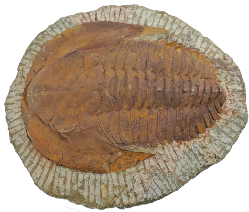 Trilobit Cambropallas telesto