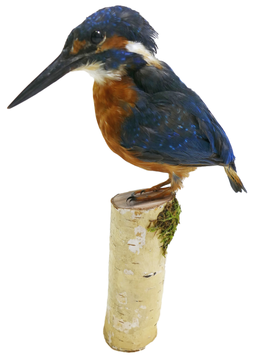 Rybárik riečny (Alcedo atthis)