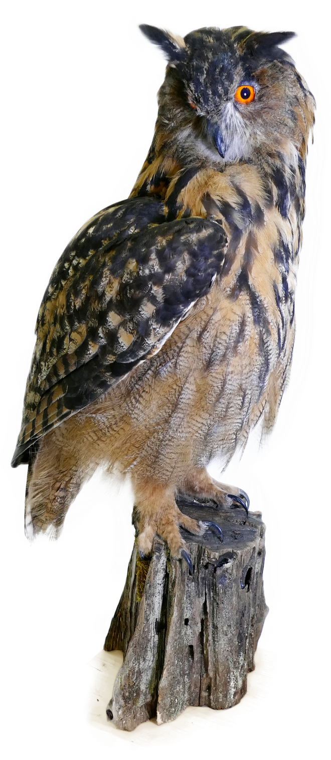 Výr skalný (Bubo bubo)